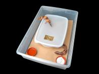 2-adult_leopard_gecko_african_fated-gecko_enclosure