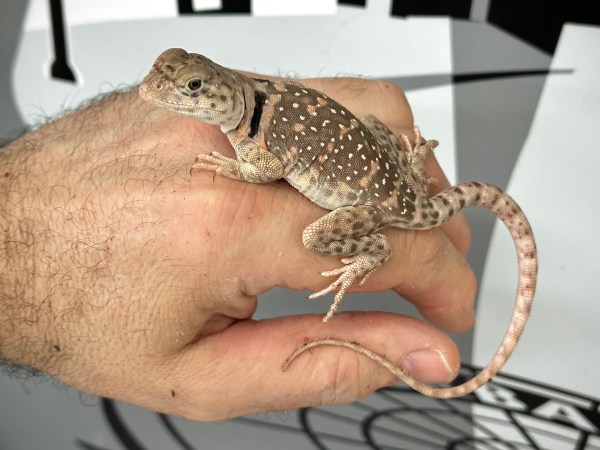 Blazing Blue Collared Lizard