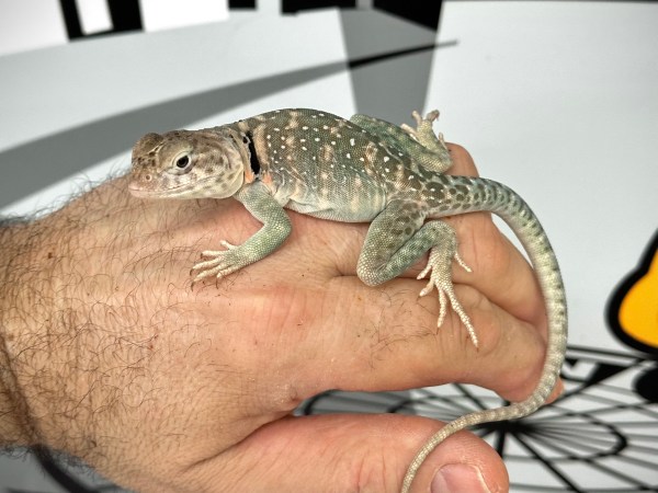 Blazing Blue Collared Lizard