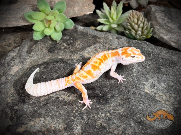 White & Yellow Tremper Jungle