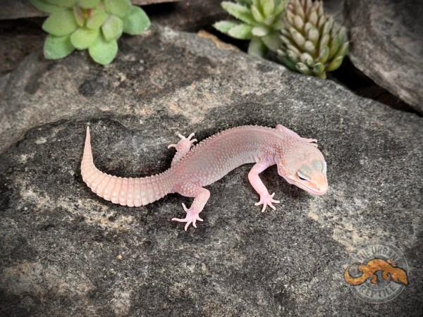 Black Night Mack Super Snow Tremper