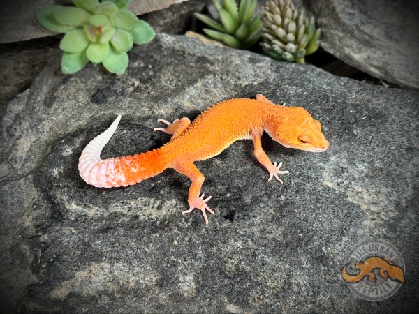 Patternless Tangerine Tornado