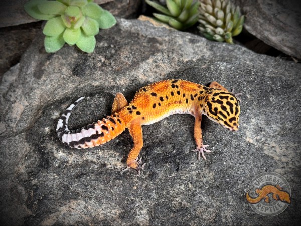 Mandarin Tangerine Zorro Bandit