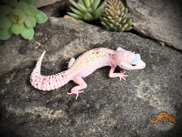 White & Yellow TUG Snow Eclipse