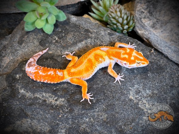 White & Yellow Tremper Jungle Giant