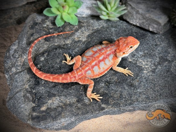 Hypo Red Tiger Leather Back Super Blue Smurf Line