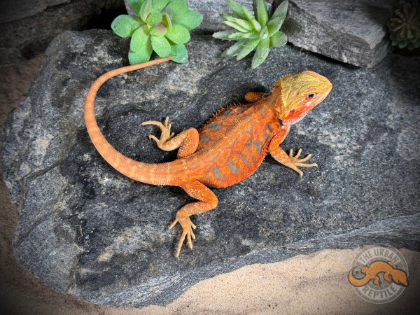 Hypo Citrus Tiger Blue Bar Transcluent Leather Back