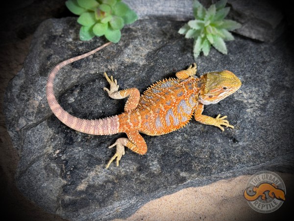 Hypo Citrus Tiger Ext BlueBar Het Translucent