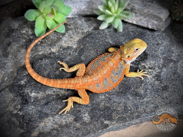 Hypo Citrus Tiger Ext BlueBar Translucent