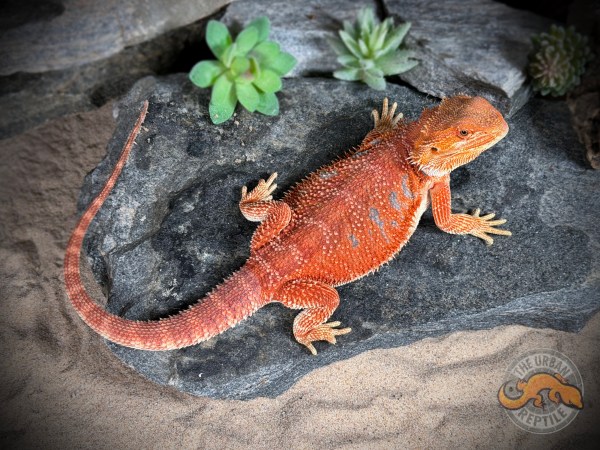 Hypo Red Tiger Blue Bar