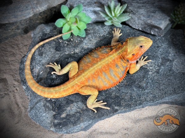 Hypo Citrus Tiger Blue Bar Leather Back Trans