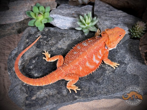 Hypo Red Tiger Blue Bar