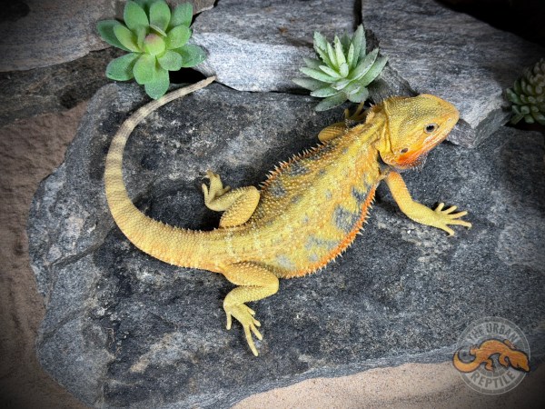 Hypo Yellow Tiger Blue Bar Translucent