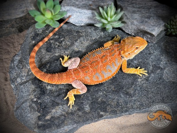 Hypo Orange Tiger Blue Bar