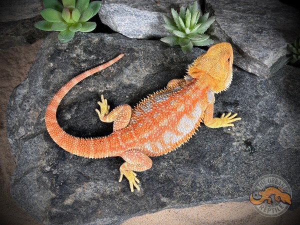 Hypo Red Tiger Extreme Blue Bar Smurf Line