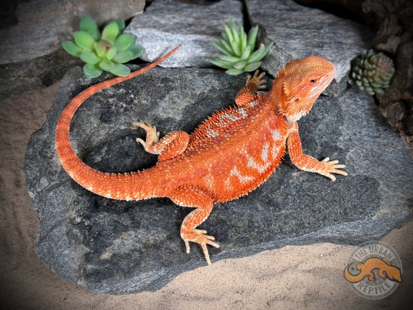 Hypo Red Tiger Blue Bar Smurf Line