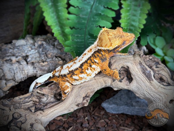 High White Extreme Harlequin