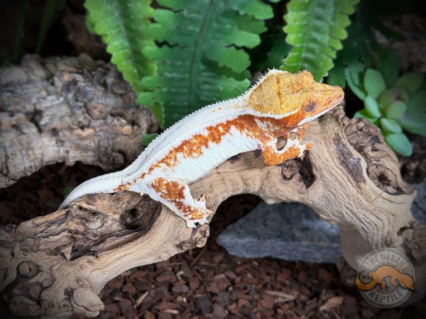 Tangerine Lilly White