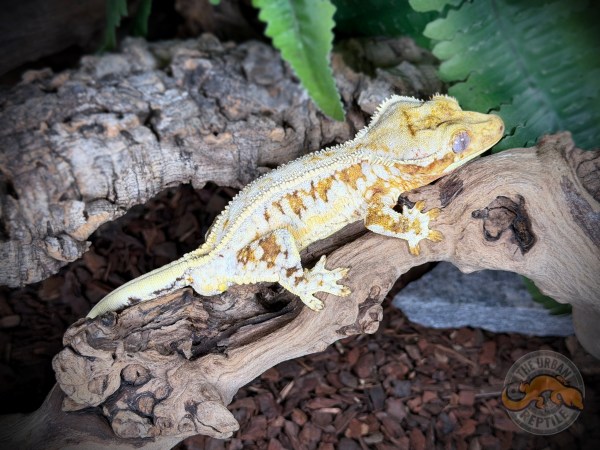 Creamsicle Lilly White