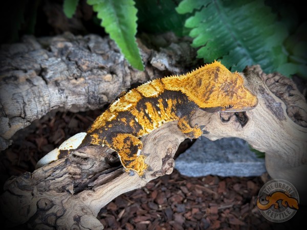 Black Extreme Harlequin