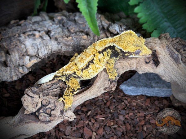 Black Super Harlequin