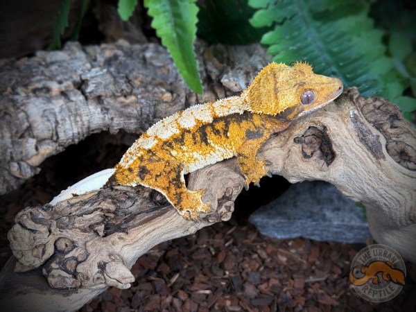 TriColor Super Harlequin