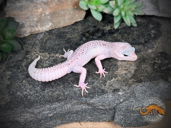 White & Yellow Mack Super Snow Eclipse