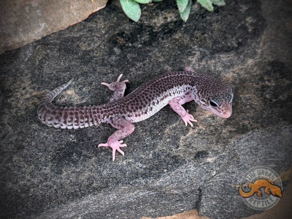 Black Night Mack Super Snow