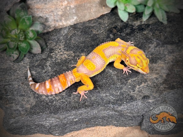 Mandarin Tangerine Zorro Bandit Tremper