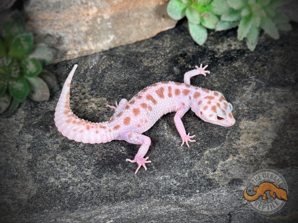 White & Yellow Super RADAR