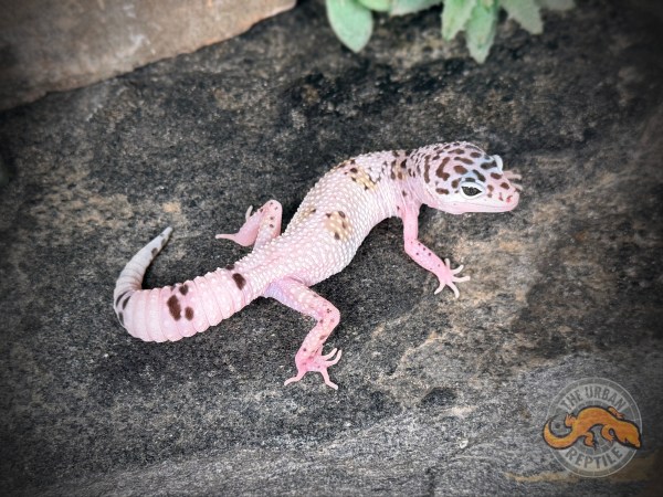 White & Yellow TUG Snow