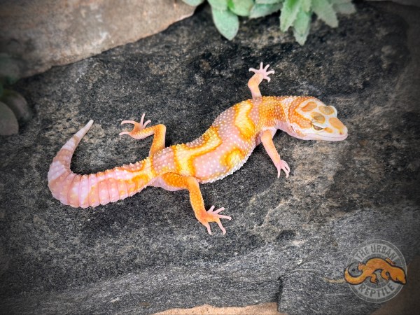 White & Yellow Tremper Jungle
