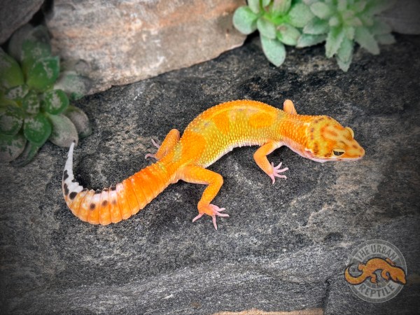 Leopard Geckos | The Urban Reptile