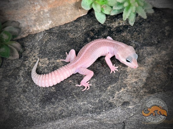 Mack Super Snow Patternless Eclipse