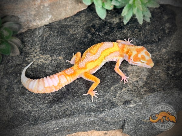 White & Yellow Tremper Jungle