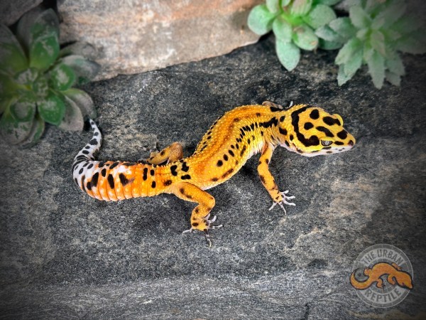 Mandarin Tangerine Zorro Bandit