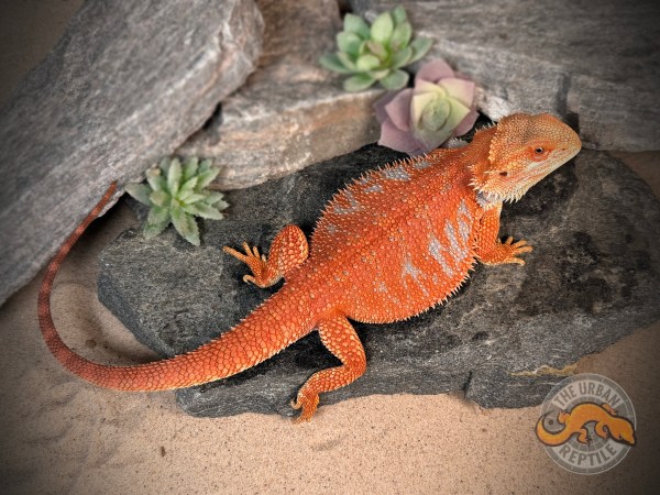 Hypo Red Tiger Extreme Blue Bar Smurf Line