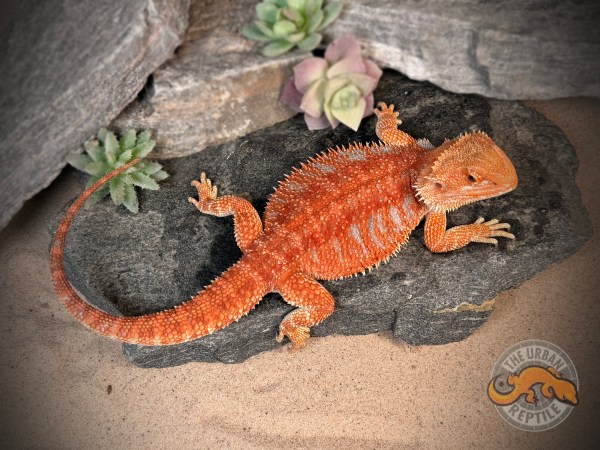 Hypo Red Tiger Extreme Blue Bar Smurf Line