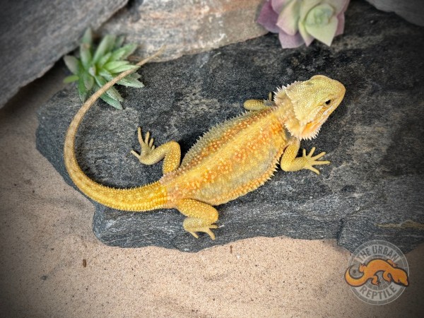 Hypo Citrus Dunner Blue Bar Translucent