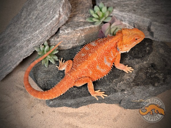 Hypo Orange Tiger Blue Bar