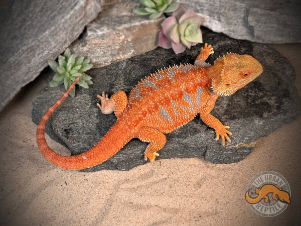 Hypo Orange Tiger Blue Bar Smurf Line