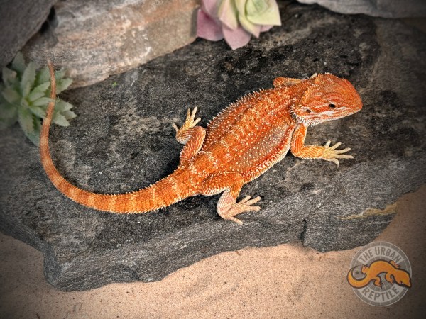 Hypo Red Dunner Genetic Stripe