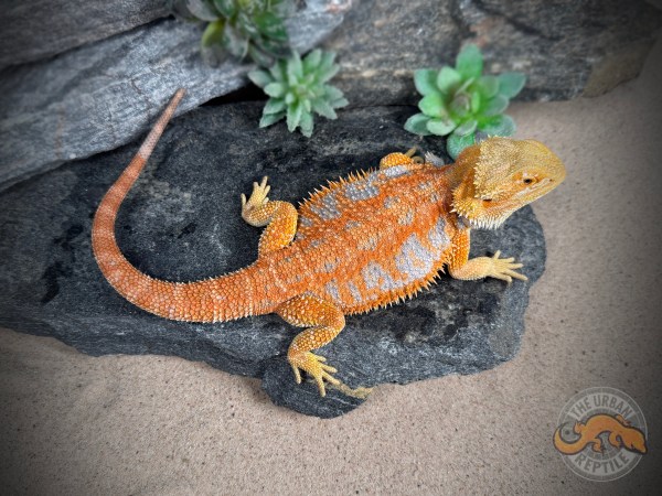 Hypo Orange Tiger Extreme Blue Bar