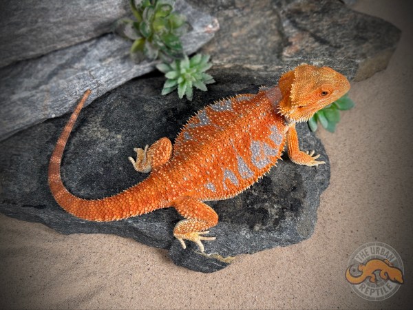 Hypo Orange Tiger Extreme Blue Bar