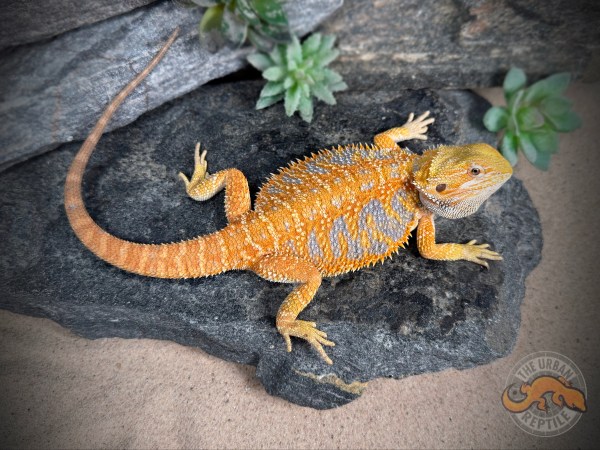 Hypo Citrus Tiger Extreme Blue Bar