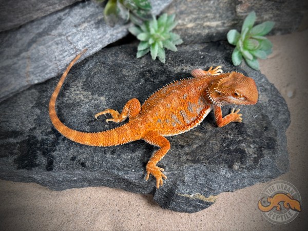 50% Red Monster Tiger