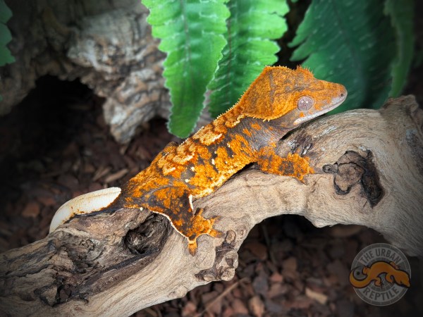 Halloween Extreme Harlequin