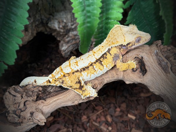 TriColor Extreme Harlequin