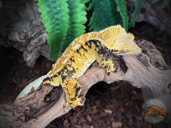 Black Super Harlequin