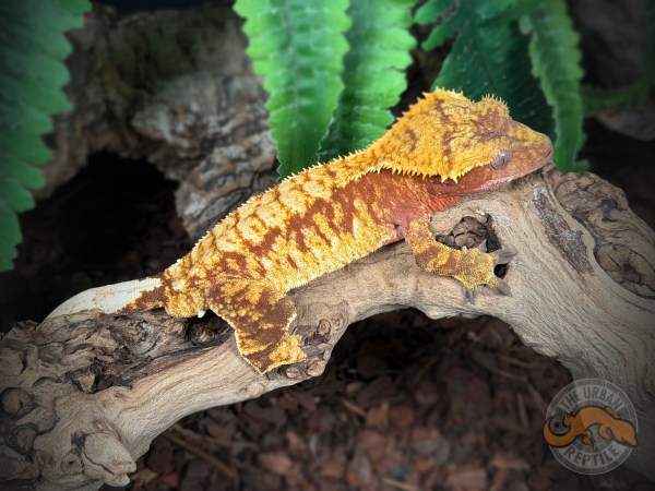 Red Extreme Harlequin